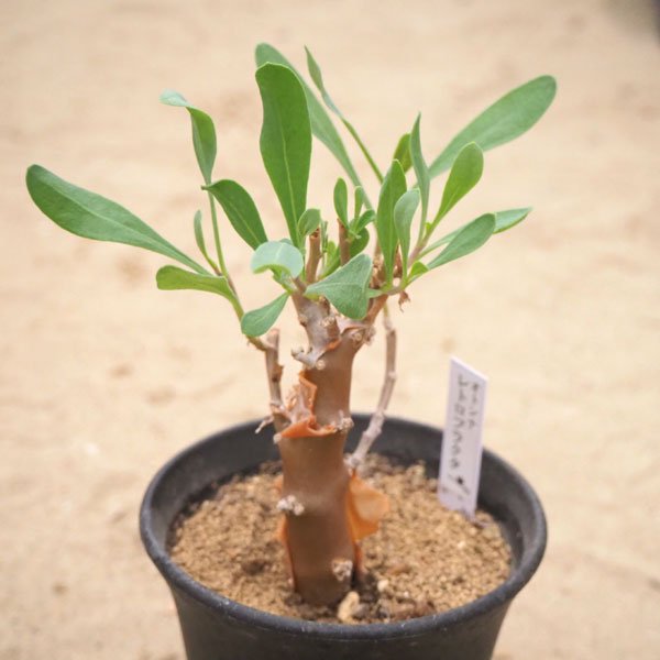 オトンナ レトロフラクタの通信販売・ネットショップ｜観葉植物・多肉植物、塊根植物の通販・ネットショップの『the Farm UNIVERSAL  ONLINE STORE』