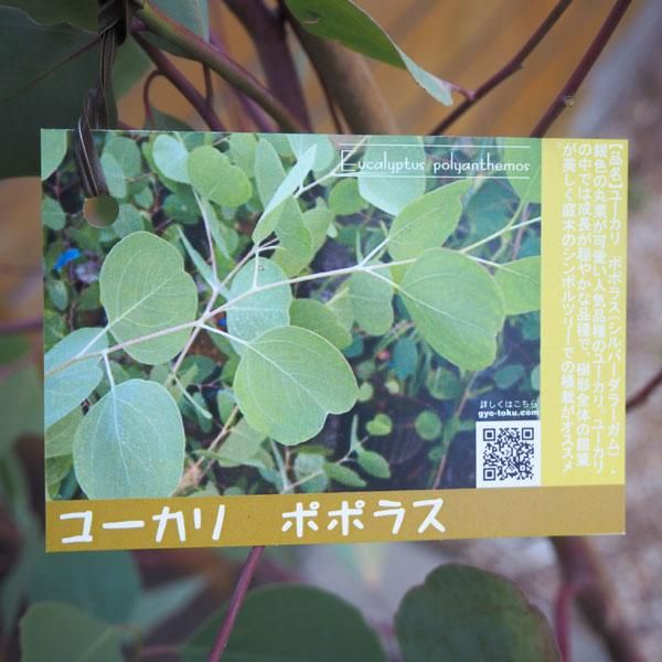 ユーカリ ポポラスの通信販売 ネットショップ 観葉植物 多肉植物 塊根植物の通販 ネットショップの The Farm Universal Online Store