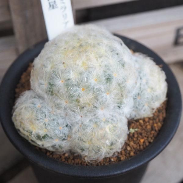 マミラリア 白星の通信販売 ネットショップ 観葉植物 多肉植物 塊根植物の通販 ネットショップの The Farm Universal Online Store マミラリア 白星の通信販売 ネットショップ 観葉植物 多肉植物 塊根植物の通販 ネットショップの The Farm Universal Online Store