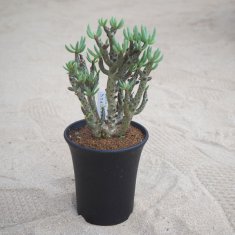 カクタス長田の通信販売・ネットショップ｜観葉植物・多肉植物、塊根植物の通販・ネットショップの『the Farm UNIVERSAL ONLINE  STORE』