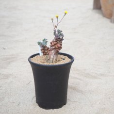 カクタス長田の通信販売・ネットショップ｜観葉植物・多肉植物、塊根植物の通販・ネットショップの『the Farm UNIVERSAL ONLINE  STORE』