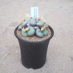 カクタス長田の通信販売・ネットショップ｜観葉植物・多肉植物、塊根植物の通販・ネットショップの『the Farm UNIVERSAL ONLINE  STORE』