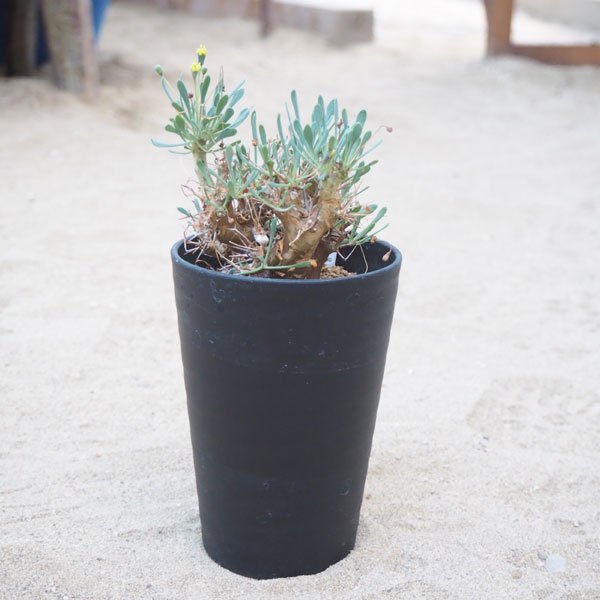 多肉植物 オトンナ ユーフォルビオイデス - 植物/観葉植物