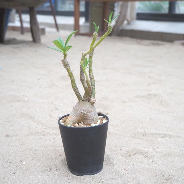 パキポディウム サキュレンタムの通信販売 ネットショップ 観葉植物 多肉植物 塊根植物の通販 ネットショップの The Farm Universal Online Store パキポディウム サキュレンタムの通信販売 ネットショップ 観葉植物 多肉植物 塊根植物の通販 ネットショップの The Farm Universal Online Store