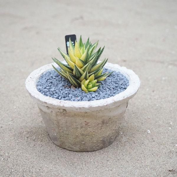 ハオルチア 鼓笛錦の通信販売 ネットショップ 観葉植物 多肉植物 塊根植物の通販 ネットショップの The Farm Universal Online Store ハオルチア 鼓笛錦の通信販売 ネットショップ 観葉植物 多肉植物 塊根植物の通販 ネットショップの The Farm Universal Online Store
