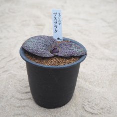 レアな多肉植物の通信販売・ネットショップ｜観葉植物・多肉植物、塊根植物の通販・ネットショップの『the Farm UNIVERSAL ONLINE  STORE』