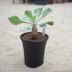 カクタス長田の通信販売・ネットショップ｜観葉植物・多肉植物、塊根植物の通販・ネットショップの『the Farm UNIVERSAL ONLINE  STORE』