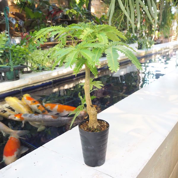 エバーフレッシュの通信販売・ネットショップ｜観葉植物・多肉植物、塊根植物の通販・ネットショップの『the Farm UNIVERSAL ONLINE  STORE』