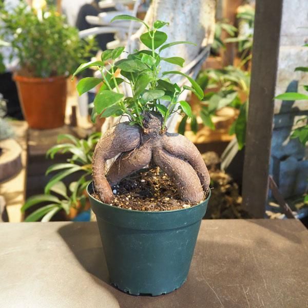 ガジュマルの通信販売・ネットショップ｜観葉植物・多肉植物、塊根植物の通販・ネットショップの『the Farm UNIVERSAL ONLINE  STORE』