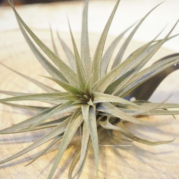 アエラントス ニグラの通信販売 ネットショップ 観葉植物 多肉植物 塊根植物の通販 ネットショップの The Farm Universal Online Store アエラントス ニグラの通信販売 ネットショップ 観葉植物 多肉植物 塊根植物の通販 ネットショップの The Farm Universal Online Store