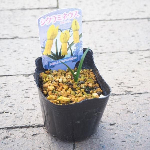 スイセン シクラミネウスの通信販売 ネットショップ 観葉植物 多肉植物 塊根植物の通販 ネットショップの The Farm Universal Online Store スイセン シクラミネウスの通信販売 ネットショップ 観葉植物 多肉植物 塊根植物の通販 ネットショップの The Farm Universal Online Store