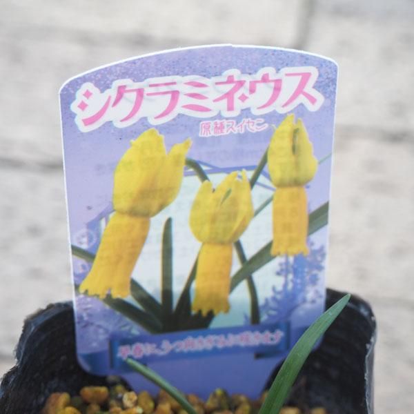 スイセン シクラミネウスの通信販売 ネットショップ 観葉植物 多肉植物 塊根植物の通販 ネットショップの The Farm Universal Online Store スイセン シクラミネウスの通信販売 ネットショップ 観葉植物 多肉植物 塊根植物の通販 ネットショップの The Farm Universal Online Store