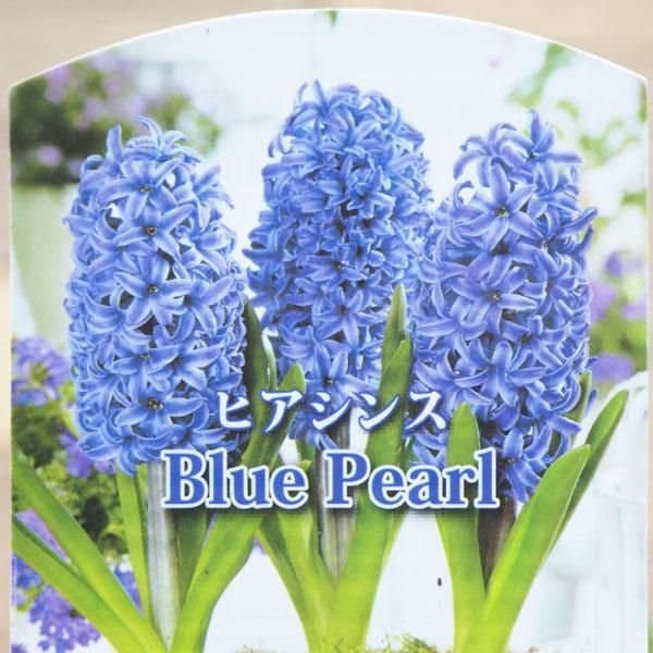 ヒヤシンスの通信販売 ネットショップ 観葉植物 多肉植物 塊根植物の通販 ネットショップの The Farm Universal Online Store ヒヤシンスの通信販売 ネットショップ 観葉植物 多肉植物 塊根植物の通販 ネットショップの The Farm Universal Online Store