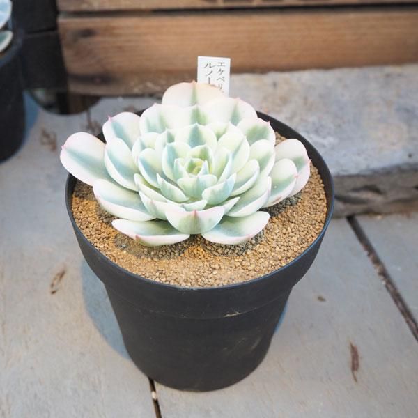 ヒート 多肉植物 ルノーディーン⑷⭕️お買い得品 - 通販 - www