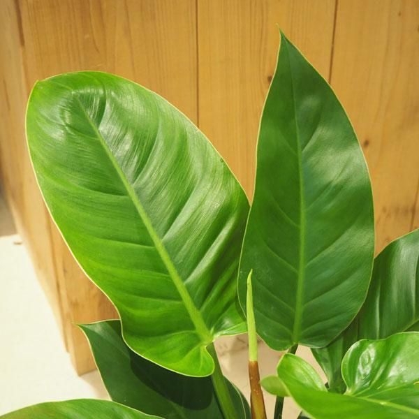 フィロデンドロン インペリアルグリーン の通信販売 ネットショップ 観葉植物 多肉植物 塊根植物の通販 ネットショップの The Farm Universal Online Store フィロデンドロン インペリアルグリーン の通信販売 ネットショップ 観葉植物 多肉植物 塊根植物の通販 ネットショップの The Farm Universal Online Store