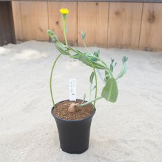 レアな多肉植物の通信販売・ネットショップ｜観葉植物・多肉植物、塊根植物の通販・ネットショップの『the Farm UNIVERSAL ONLINE  STORE』