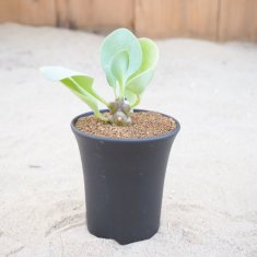 塊根植物の通信販売・ネットショップ｜観葉植物・多肉植物、塊根植物の