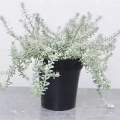 オージープランツの通信販売 ネットショップ 観葉植物 多肉植物 塊根植物の通販 ネットショップの The Farm Universal Online Store オージープランツの通信販売 ネットショップ 観葉植物 多肉植物 塊根植物の通販 ネットショップの The Farm Universal Online Store