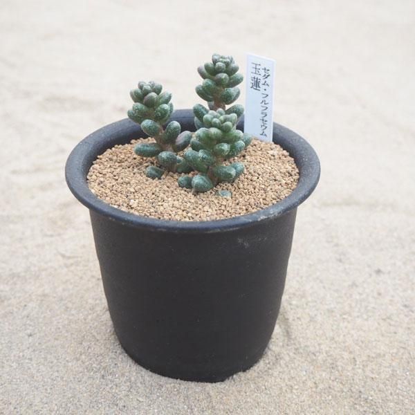 セダム フルフラセウム 玉蓮の通信販売 ネットショップ 観葉植物 多肉植物 塊根植物の通販 ネットショップの The Farm Universal Online Store セダム フルフラセウム 玉蓮の通信販売 ネットショップ 観葉植物 多肉植物 塊根植物の通販 ネットショップの The Farm Universal Online Store