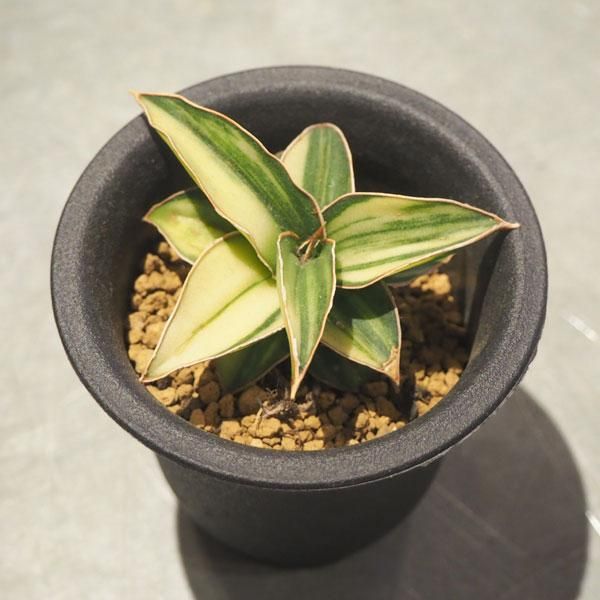 サンスベリア ブルーキュ 斑入り Sansevieria Blue Kew 【公式通販】