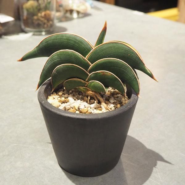 斑入り サンスベリア ロリダ サンセベリア Sansevieria - 植物/観葉植物