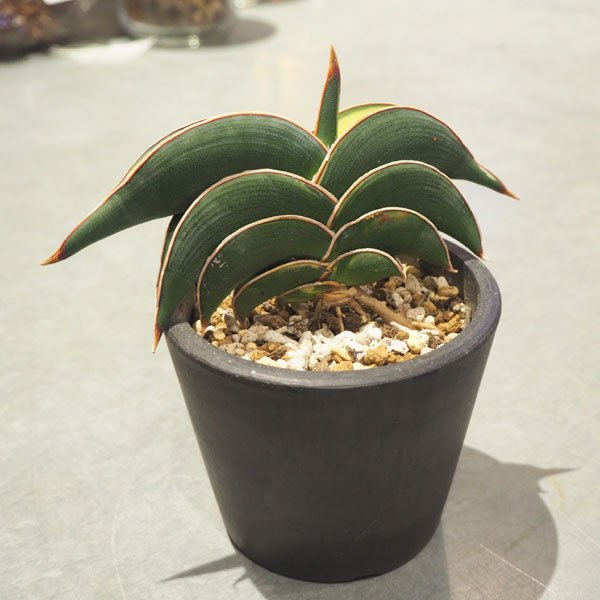 希少種 サンスベリア ロリダ 斑入りSansevieria Rorida variegated ...