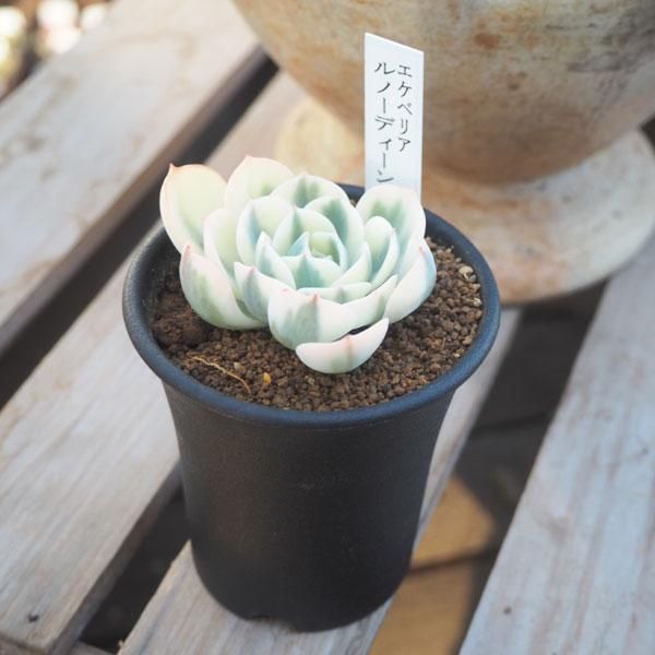 ヒート 多肉植物 ルノーディーン⑷⭕️お買い得品 - 通販 - www