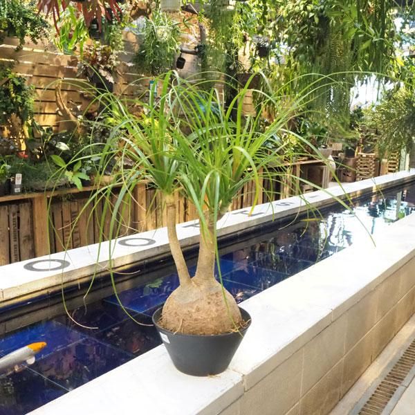 トックリランの通信販売 ネットショップ 観葉植物 多肉植物 塊根植物の通販 ネットショップの The Farm Universal Online Store トックリランの通信販売 ネットショップ 観葉植物 多肉植物 塊根植物の通販 ネットショップの The Farm Universal Online Store