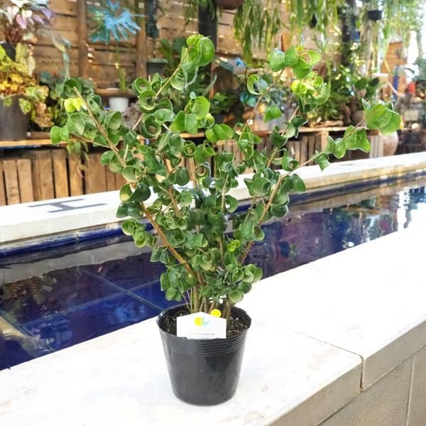 ベンジャミン バロックの通信販売 ネットショップ 観葉植物 多肉植物 塊根植物の通販 ネットショップの The Farm Universal Online Store