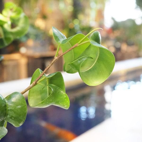 ベンジャミン バロックの通信販売 ネットショップ 観葉植物 多肉植物 塊根植物の通販 ネットショップの The Farm Universal Online Store ベンジャミン バロックの通信販売 ネットショップ 観葉植物 多肉植物 塊根植物の通販 ネットショップの The Farm Universal Online Store