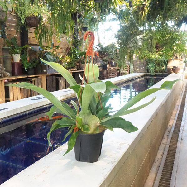ビカクシダ ネザーランドの通信販売 ネットショップ 観葉植物 多肉植物 塊根植物の通販 ネットショップの The Farm Universal Online Store ビカクシダ ネザーランドの通信販売 ネットショップ 観葉植物 多肉植物 塊根植物の通販 ネットショップの The Farm Universal Online Store