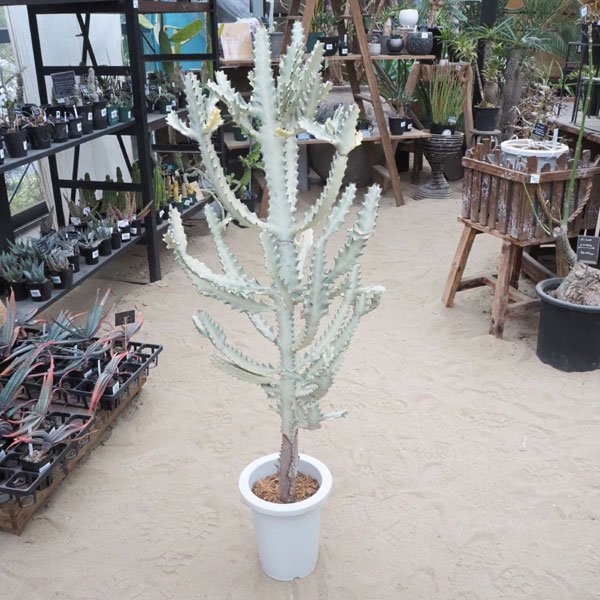 人気のユーフォルビア ホワイトゴーストなどの塊根植物を通信販売