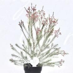 オージープランツの通信販売 ネットショップ 観葉植物 多肉植物 塊根植物の通販 ネットショップの The Farm Universal Online Store オージープランツの通信販売 ネットショップ 観葉植物 多肉植物 塊根植物の通販 ネットショップの The Farm Universal Online Store