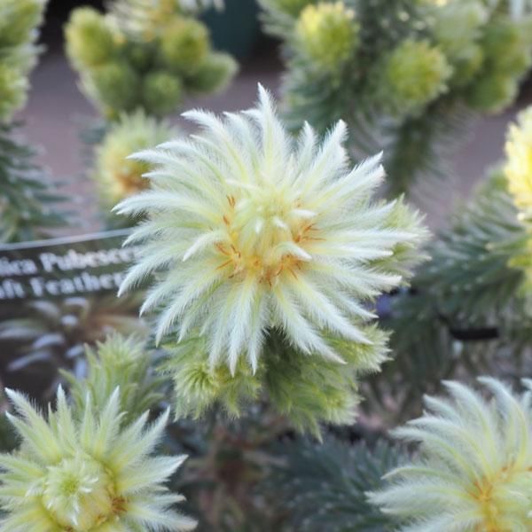フィリカ プベッセンス ワフトフェザー の通信販売 ネットショップ 観葉植物 多肉植物 塊根植物の通販 ネットショップの The Farm Universal Online Store フィリカ プベッセンス ワフトフェザー の通信販売 ネットショップ 観葉植物 多肉植物 塊根植物の通販 ネットショップの The Farm Universal Online Store