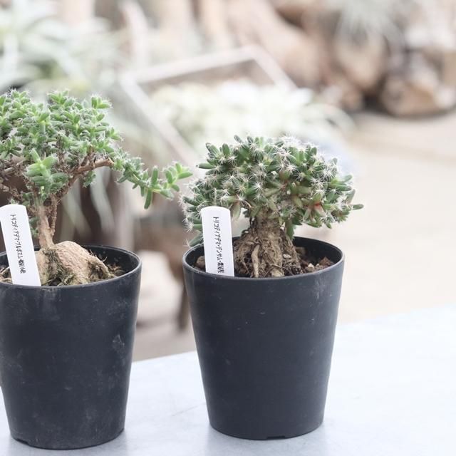 通信販売 ネットショップ 観葉植物 多肉植物 塊根植物の通販 ネットショップの The Farm Universal Online Store 通信販売 ネットショップ 観葉植物 多肉植物 塊根植物の通販 ネットショップの The Farm Universal Online Store