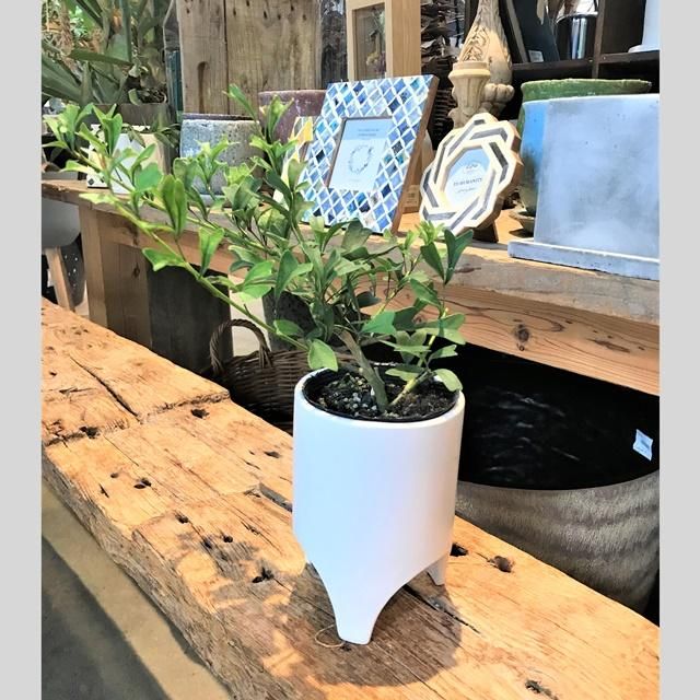 通信販売 ネットショップ 観葉植物 多肉植物 塊根植物の通販 ネットショップの The Farm Universal Online Store 通信販売 ネットショップ 観葉植物 多肉植物 塊根植物の通販 ネットショップの The Farm Universal Online Store