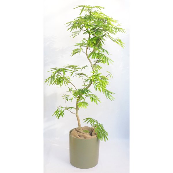 エバーフレッシュ 10 - 植物/観葉植物