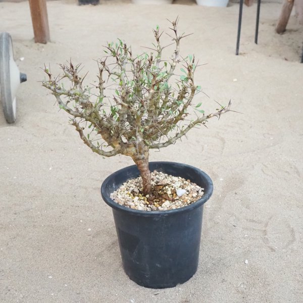 サルコカウロン カンデボエンシスの通信販売・ネットショップ｜観葉植物・多肉植物、塊根植物の通販・ネットショップの『the Farm UNIVERSAL  ONLINE STORE』