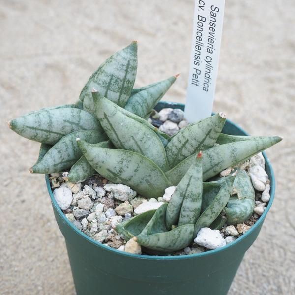 サンスベリア ボンセレンシス プチの通信販売 ネットショップ 観葉植物 多肉植物 塊根植物の通販 ネットショップの The Farm Universal Online Store サンスベリア ボンセレンシス プチの通信販売 ネットショップ 観葉植物 多肉植物 塊根植物の通販 ネットショップの The Farm Universal Online Store