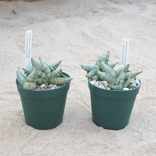 サンスベリア ボンセレンシス プチの通信販売 ネットショップ 観葉植物 多肉植物 塊根植物の通販 ネットショップの The Farm Universal Online Store サンスベリア ボンセレンシス プチの通信販売 ネットショップ 観葉植物 多肉植物 塊根植物の通販 ネットショップの The Farm Universal Online Store
