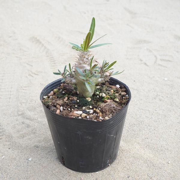 パキポディウム グラキリスの通信販売 ネットショップ 観葉植物 多肉植物 塊根植物の通販 ネットショップの The Farm Universal Online Store パキポディウム グラキリスの通信販売 ネットショップ 観葉植物 多肉植物 塊根植物の通販 ネットショップの The Farm Universal Online Store