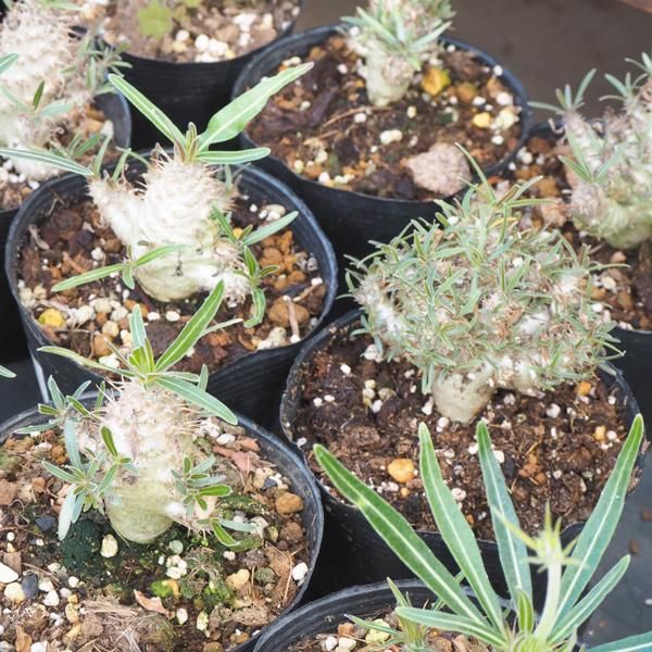 パキポディウム グラキリスの通信販売 ネットショップ 観葉植物 多肉植物 塊根植物の通販 ネットショップの The Farm Universal Online Store パキポディウム グラキリスの通信販売 ネットショップ 観葉植物 多肉植物 塊根植物の通販 ネットショップの The Farm Universal Online Store