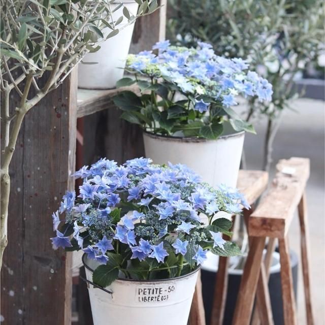 アジサイ 雨のち星 ブルーの通信販売 ネットショップ 観葉植物 多肉植物 塊根植物の通販 ネットショップの The Farm Universal Online Store アジサイ 雨のち星 ブルーの通信販売 ネットショップ 観葉植物 多肉植物 塊根植物の通販 ネットショップの The Farm Universal Online Store