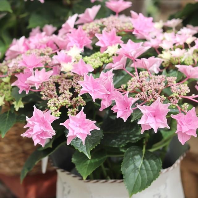 アジサイ 雨のち星 ピンクの通信販売 ネットショップ 観葉植物 多肉植物 塊根植物の通販 ネットショップの The Farm Universal Online Store アジサイ 雨のち星 ピンクの通信販売 ネットショップ 観葉植物 多肉植物 塊根植物の通販 ネットショップの The Farm Universal Online Store