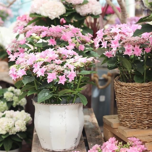 アジサイ 雨のち星 ピンクの通信販売 ネットショップ 観葉植物 多肉植物 塊根植物の通販 ネットショップの The Farm Universal Online Store アジサイ 雨のち星 ピンクの通信販売 ネットショップ 観葉植物 多肉植物 塊根植物の通販 ネットショップの The Farm Universal Online Store