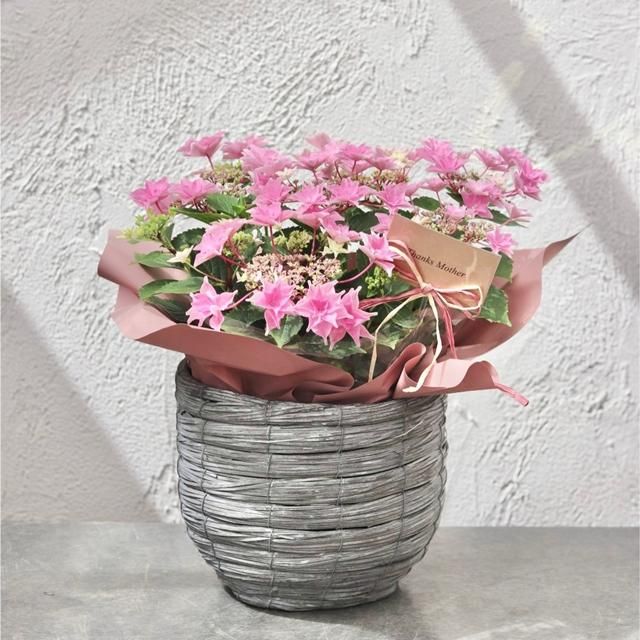 アジサイ 雨のち星 ピンクの通信販売 ネットショップ 観葉植物 多肉植物 塊根植物の通販 ネットショップの The Farm Universal Online Store アジサイ 雨のち星 ピンクの通信販売 ネットショップ 観葉植物 多肉植物 塊根植物の通販 ネットショップの The Farm Universal Online Store