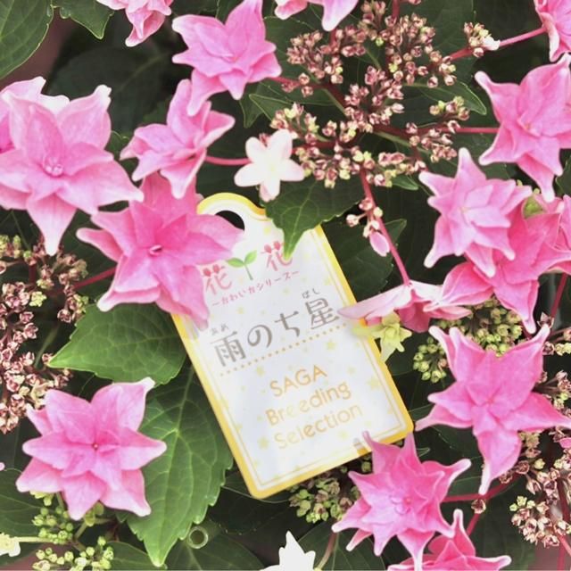アジサイ 雨のち星 ピンクの通信販売 ネットショップ 観葉植物 多肉植物 塊根植物の通販 ネットショップの The Farm Universal Online Store アジサイ 雨のち星 ピンクの通信販売 ネットショップ 観葉植物 多肉植物 塊根植物の通販 ネットショップの The Farm Universal Online Store