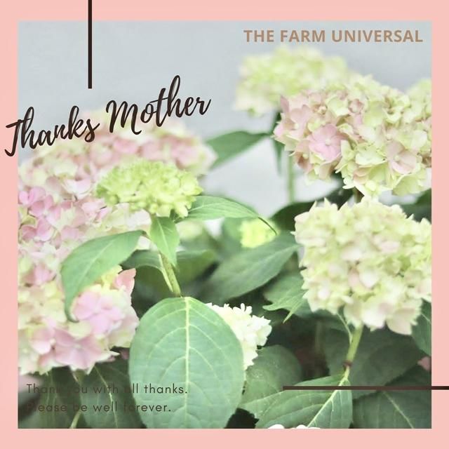 てててまり ピンクの通信販売 ネットショップ 観葉植物 多肉植物 塊根植物の通販 ネットショップの The Farm Universal Online Store てててまり ピンクの通信販売 ネットショップ 観葉植物 多肉植物 塊根植物の通販 ネットショップの The Farm Universal Online Store