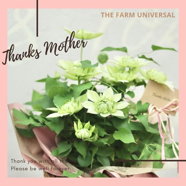 クレマチス 花園の通信販売 ネットショップ 観葉植物 多肉植物 塊根植物の通販 ネットショップの The Farm Universal Online Store クレマチス 花園の通信販売 ネットショップ 観葉植物 多肉植物 塊根植物の通販 ネットショップの The Farm Universal Online Store