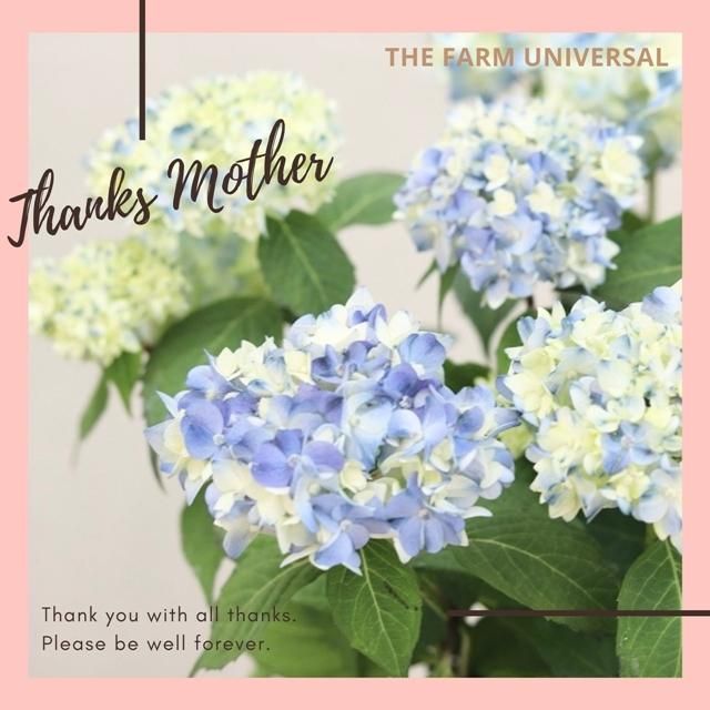 てててまり ピンクの通信販売 ネットショップ 観葉植物 多肉植物 塊根植物の通販 ネットショップの The Farm Universal Online Store てててまり ピンクの通信販売 ネットショップ 観葉植物 多肉植物 塊根植物の通販 ネットショップの The Farm Universal Online Store